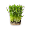 Bio-Weizengras-Saft-Pulver